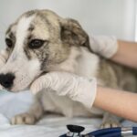 Köpeklerden insanlara geçen hastalıklar var mı?